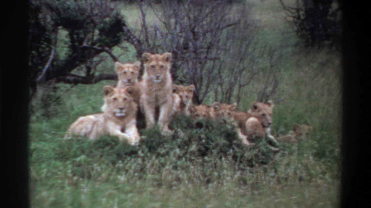 1969 Nigeria-labeled 8mm frame showing a pride of young lions resting in tall grass with soft-focus trees behind them.