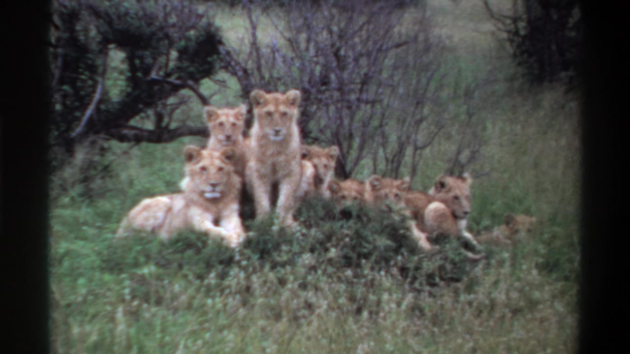 1969 Nigeria-labeled 8mm frame of young lions resting together in grassland, with shrubs and sparse trees in the background.