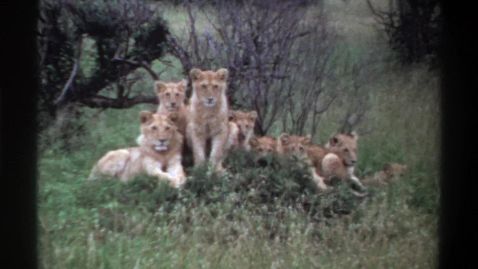 1969 Nigeria-labeled 8mm frame of young lions resting together in grassland, with shrubs and sparse trees in the background.