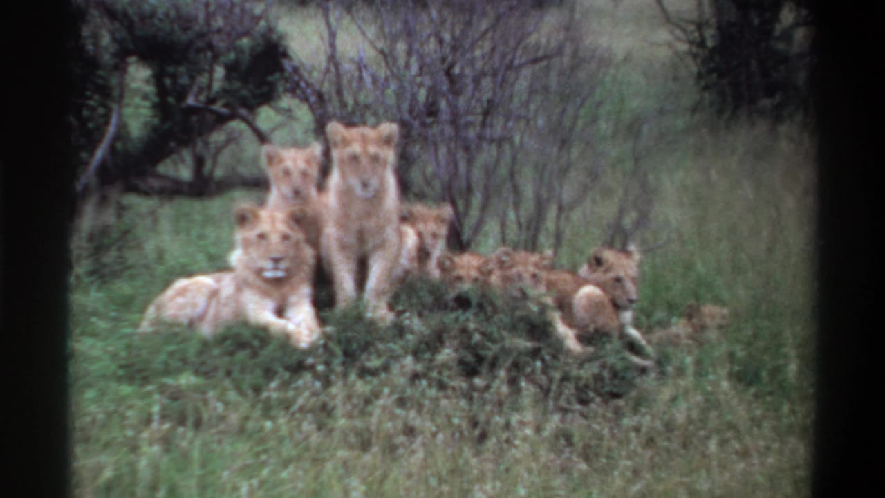 1969 Nigeria 8mm frame of tawny lions and cubs gathered on a grassy mound among shrubs and bare branches.