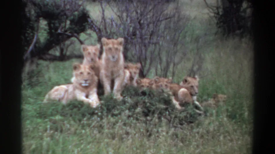 1969 Nigeria 8mm frame of tawny lions and cubs gathered on a grassy mound among shrubs and bare branches.