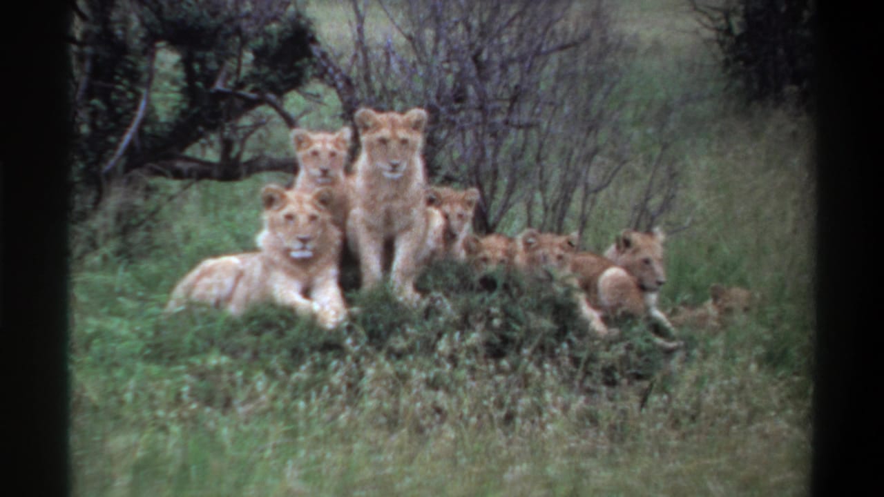 A group of lions facing the camera from a grassy mound.
