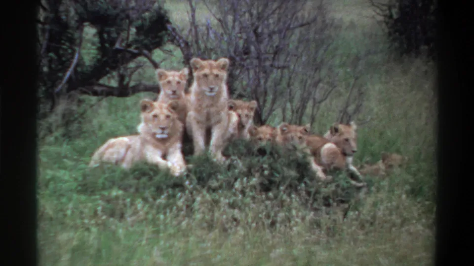 Vintage 8mm view from Nigeria in 1969 showing lions and cubs clustered in grass, with several animals looking toward the camera.