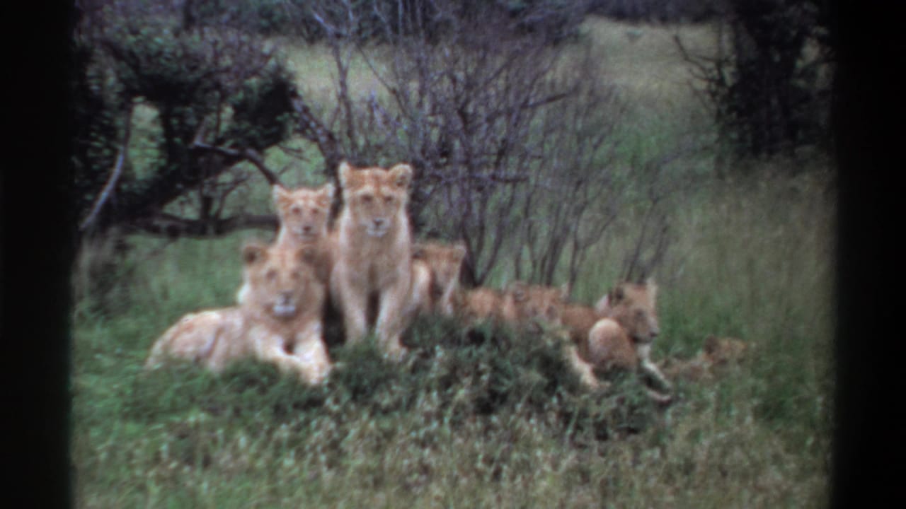 1969 Nigeria home-movie frame of a lion group resting in grass, partly screened by foreground vegetation and dark film edges.