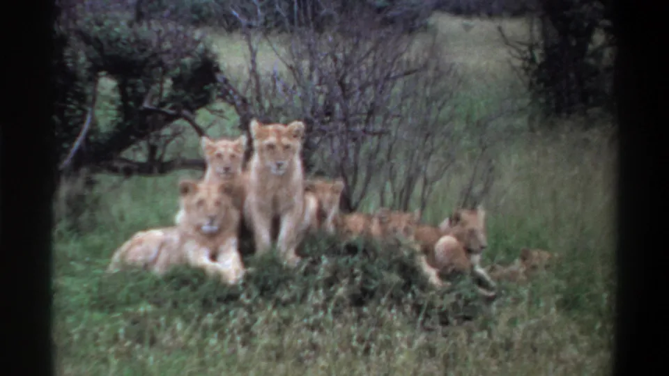 1969 Nigeria home-movie frame of a lion group resting in grass, partly screened by foreground vegetation and dark film edges.