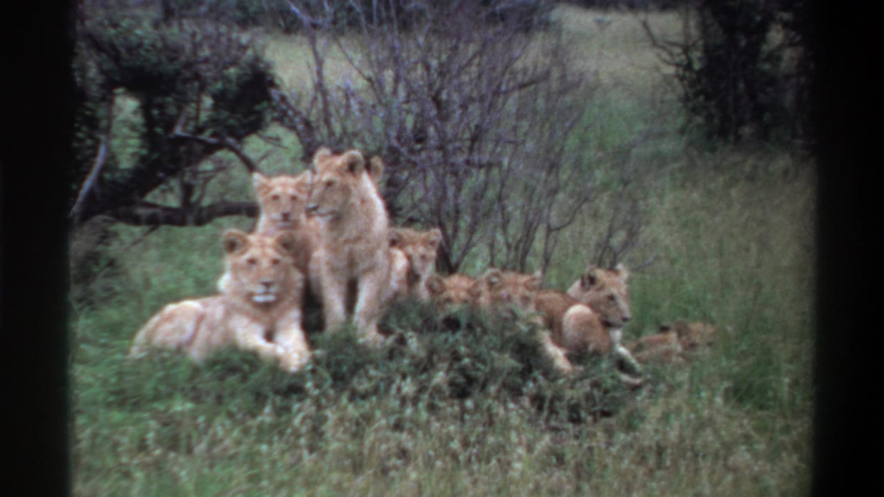 1969 Nigeria 8mm frame showing a standing lion among resting lions and cubs in grassy brush under soft daylight.
