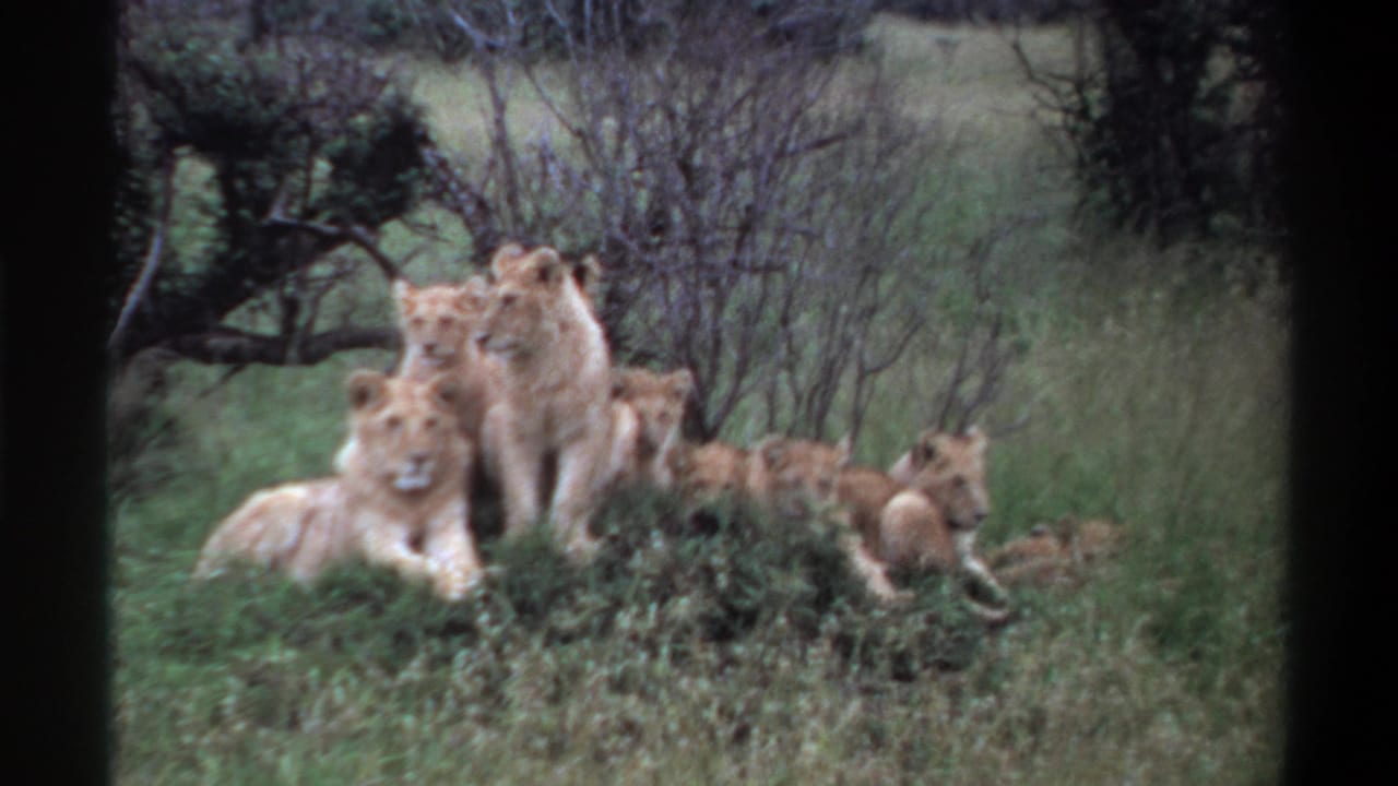 1969 Lagos, Nigeria 8mm frame showing a cluster of light-tan lion cubs resting in grass beside sparse brush.
