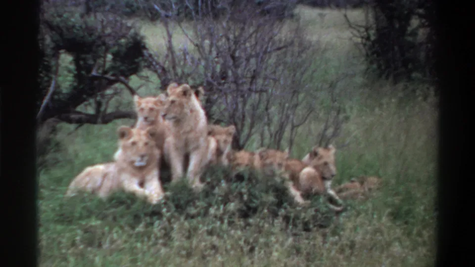 1969 Lagos, Nigeria 8mm frame showing a cluster of light-tan lion cubs resting in grass beside sparse brush.