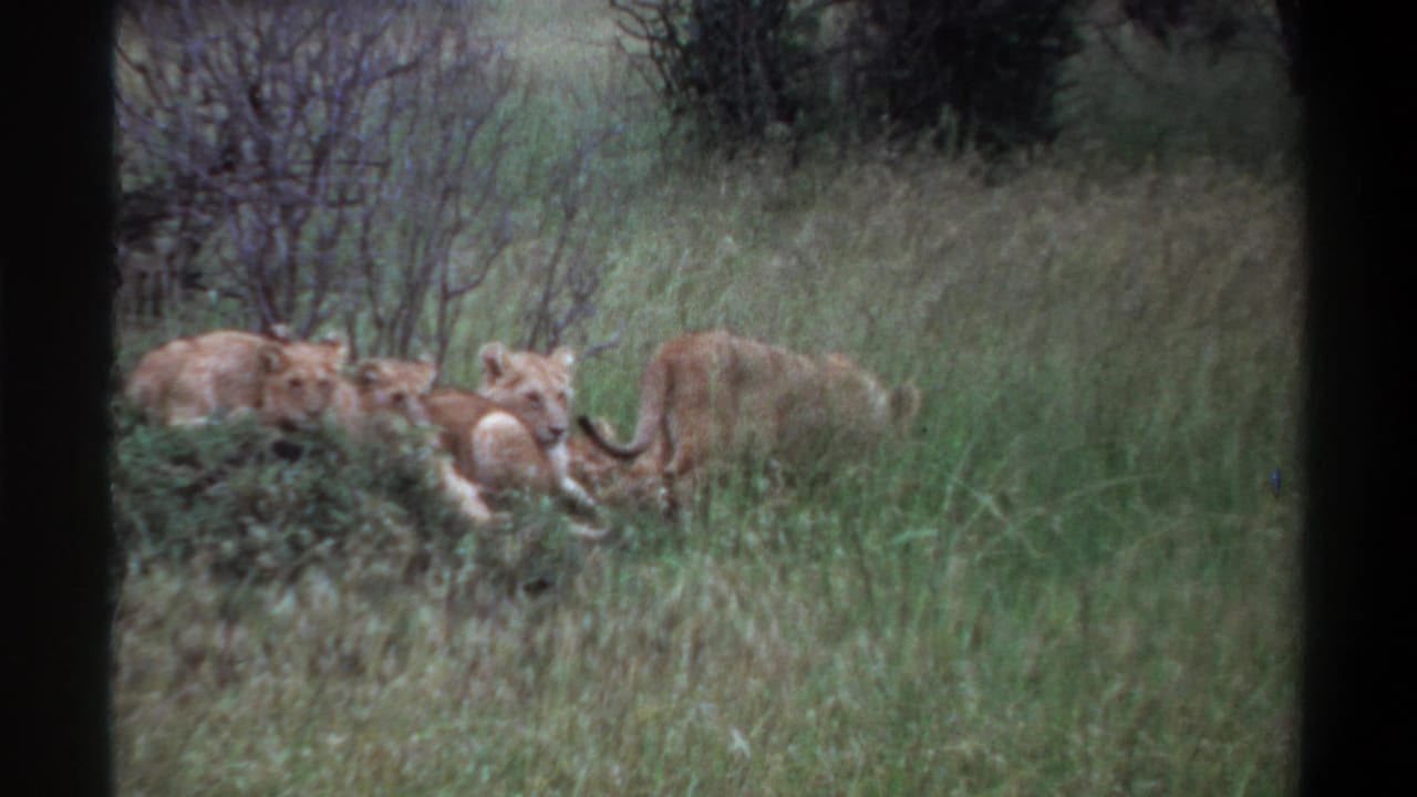 1969 Lagos, Nigeria 8mm frame showing lion cubs low in the grass while one cub walks away across the right side.