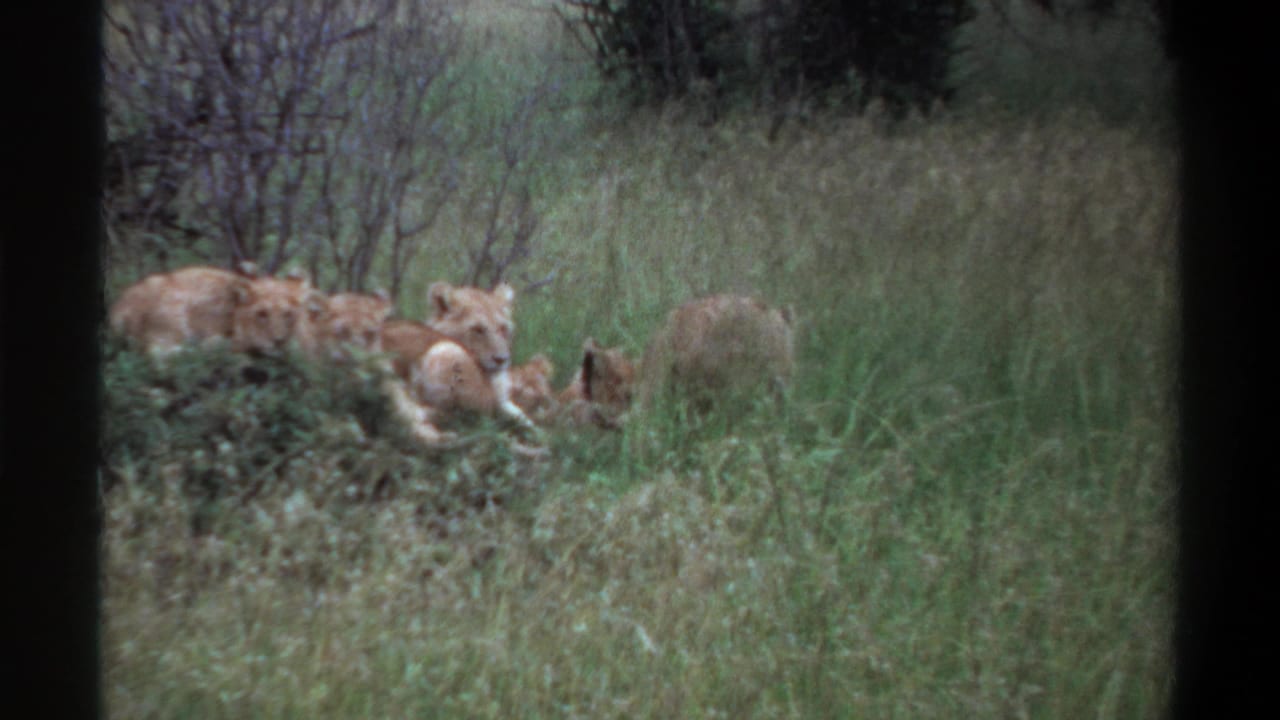 1969 Lagos, Nigeria 8mm frame of lion cubs resting low in tall grass, with vegetation obscuring part of the group.