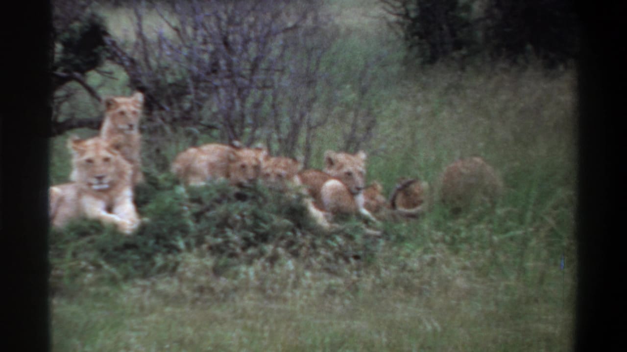 1969 Lagos, Nigeria 8mm frame showing a lion pride resting in long grass, with cubs partly hidden among shrubs.