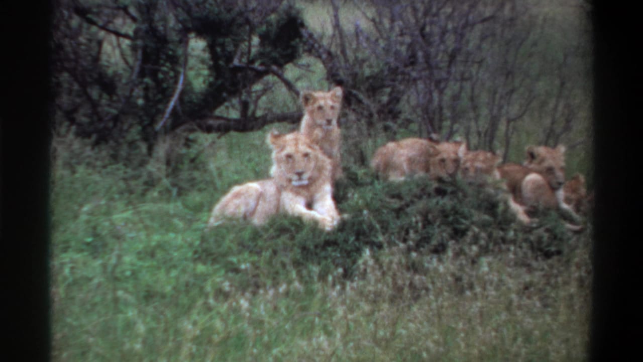 1969 Lagos, Nigeria 8mm frame with lionesses and cubs resting among long grass and brush, several facing the camera.
