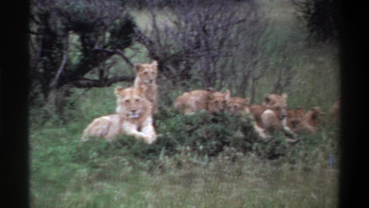 1969 Lagos, Nigeria 8mm frame showing a pale lioness in front of a resting pride, with cubs partly obscured by grass.