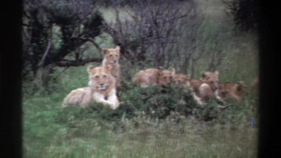 1969 Lagos, Nigeria 8mm frame showing a pale lioness in front of a resting pride, with cubs partly obscured by grass.