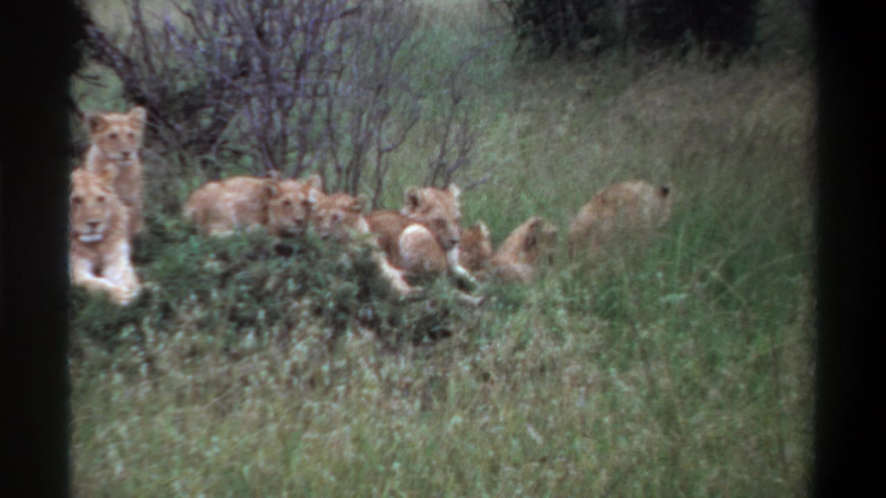 1969 Lagos, Nigeria 8mm frame showing lionesses and cubs resting across a grassy patch, partly screened by brush.