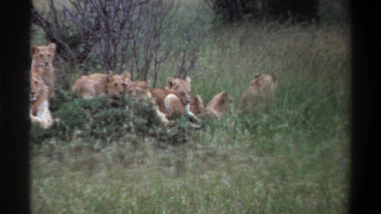 1969 Lagos, Nigeria 8mm frame showing young lions or cubs resting in grass near shrubs, with dark rounded film borders.