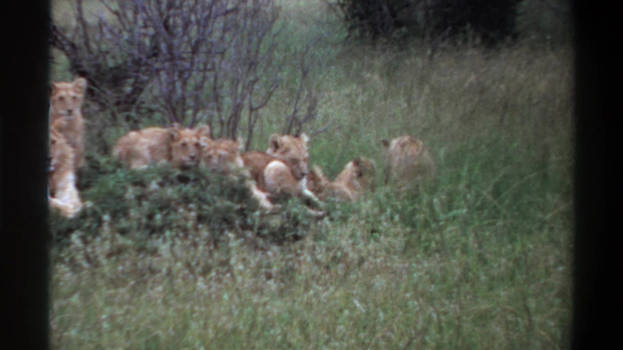 Several lions lie close together in grass near bushes, with one upright at the far left.