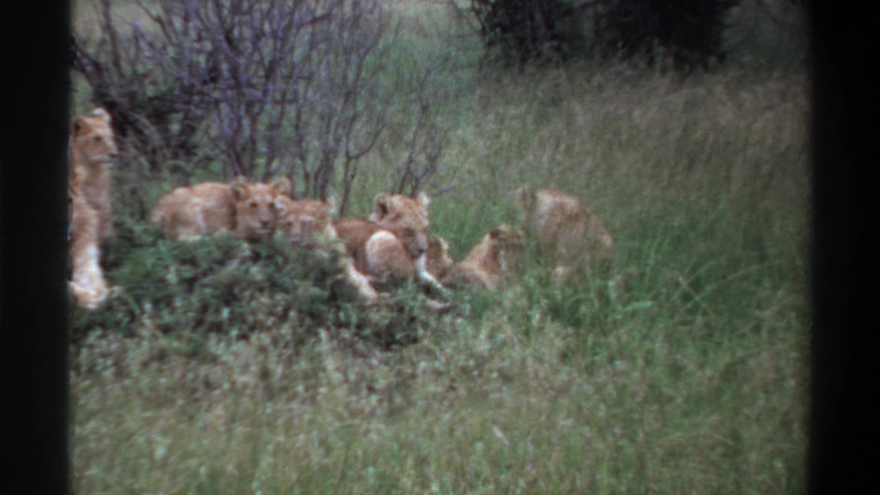 Soft, grainy 1969 Lagos home-movie frame of lions gathered low in grass with shrubs and brush around them.