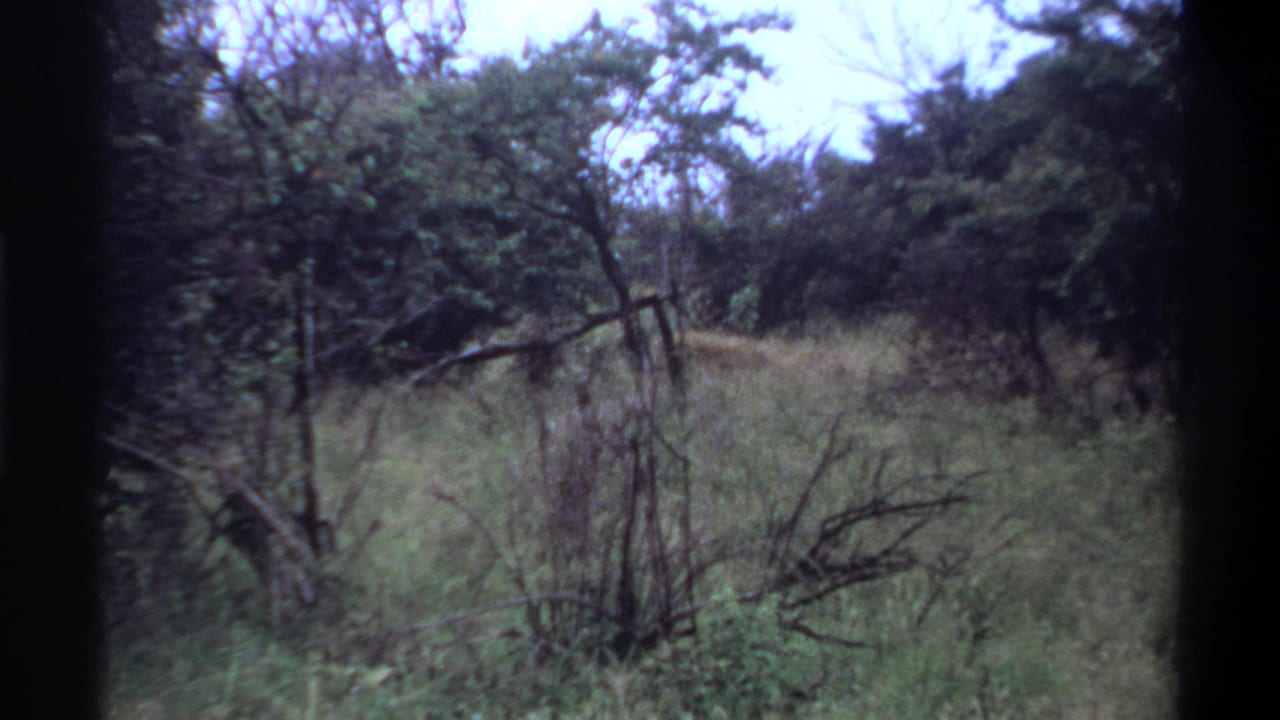 1969 Lagos, Nigeria 8mm frame showing tall grass, shrubs, and trees after the camera shifts away from the lions.