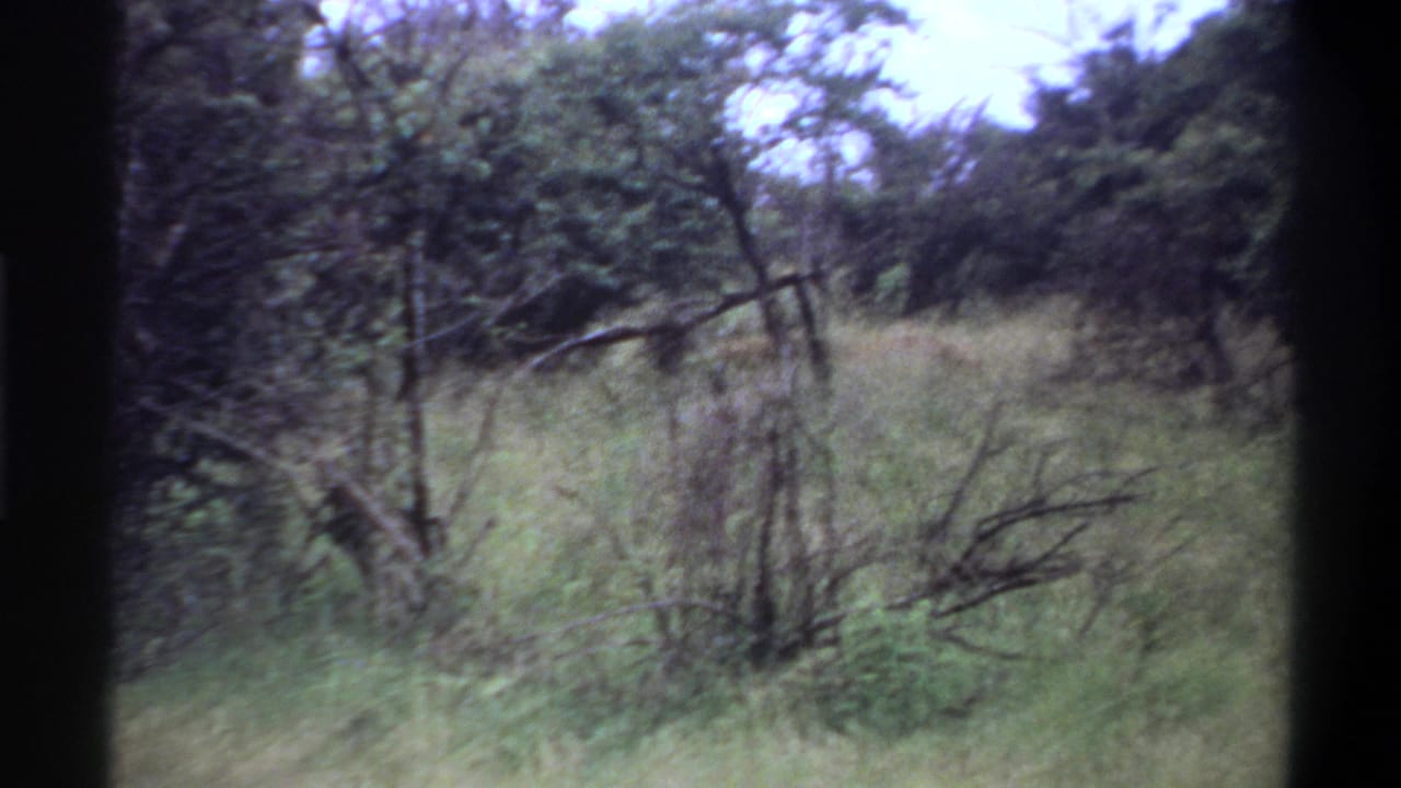 1969 Lagos-attributed 8mm frame showing tall grass, brush, and small trees in a soft, handheld forest view.