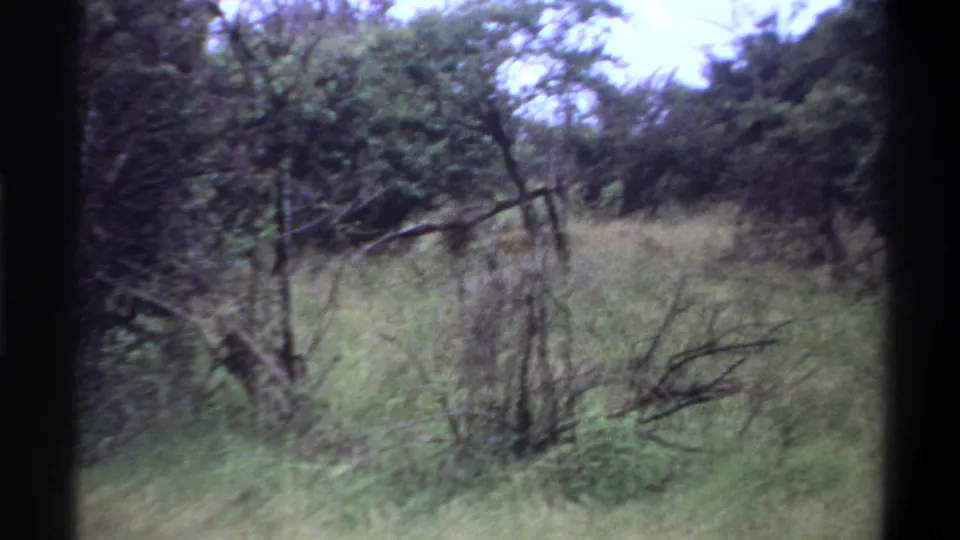 1969 Lagos-attributed 8mm frame showing tall grass, brush, and small trees in a soft, handheld forest view.