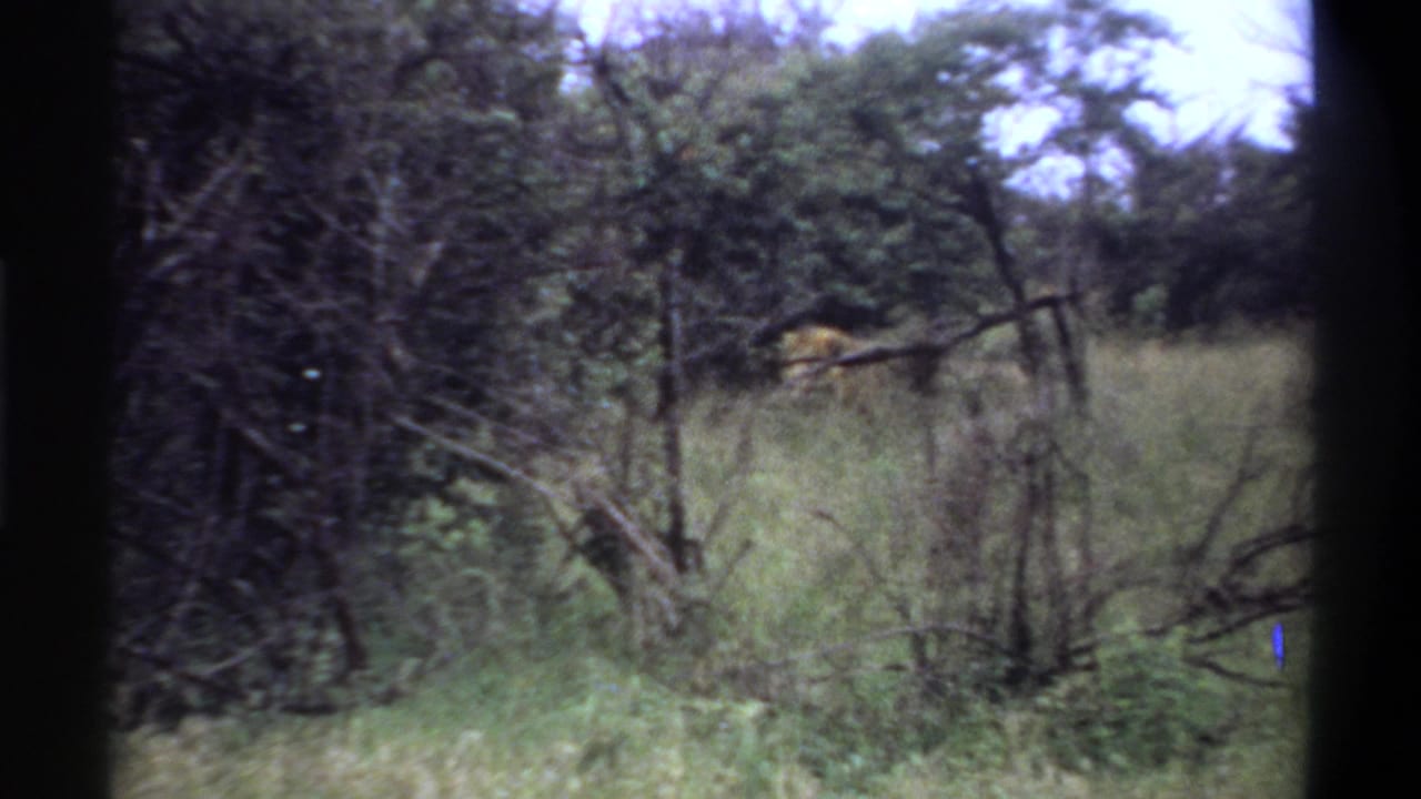 Brushy clearing with a tan animal partly visible near the right side.