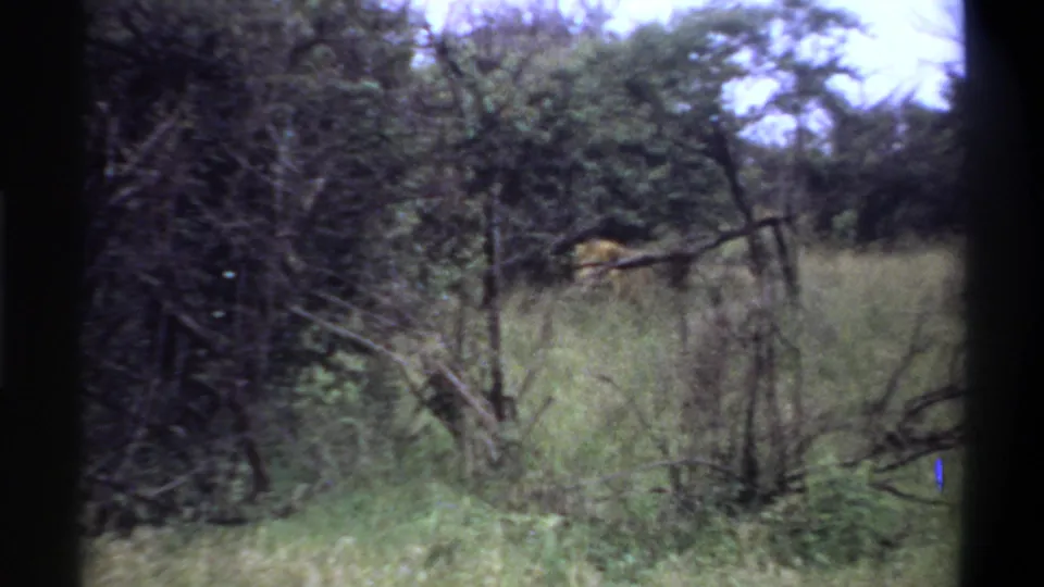 1969 Lagos-attributed 8mm frame with a possible lion partly obscured among grass and trees at the right edge.