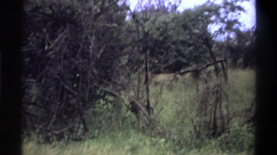1969 Lagos-attributed 8mm frame showing a handheld view into thick green underbrush and a grassy opening.