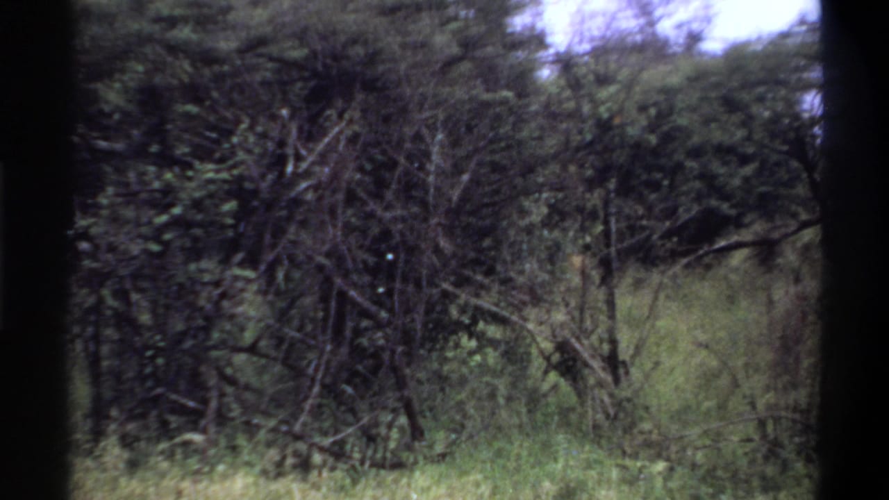 1969 Lagos-attributed 8mm frame showing thick vegetation and a grassy clearing with no clearly visible animal.