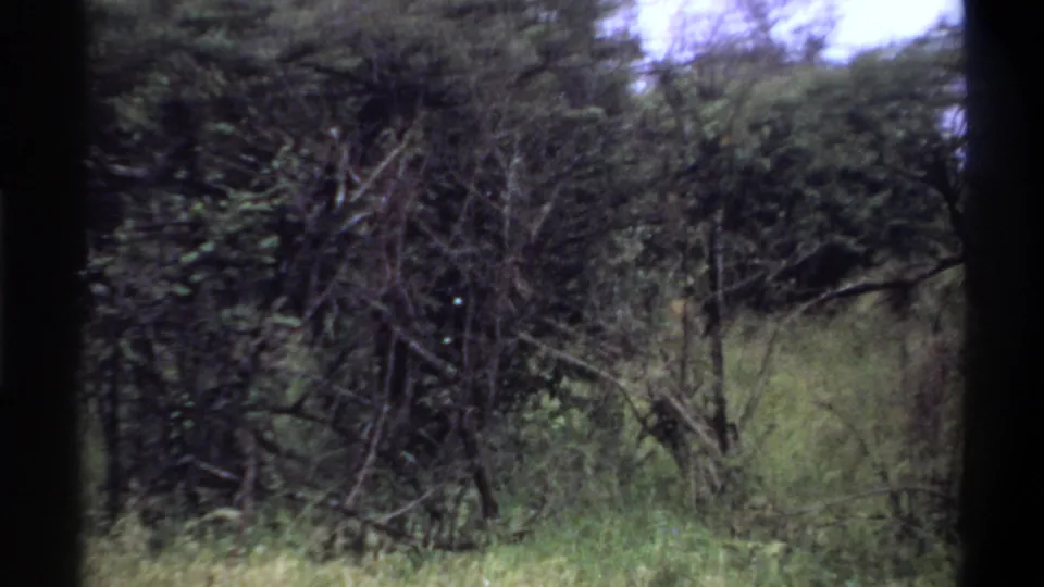 1969 Lagos-attributed 8mm frame showing thick vegetation and a grassy clearing with no clearly visible animal.