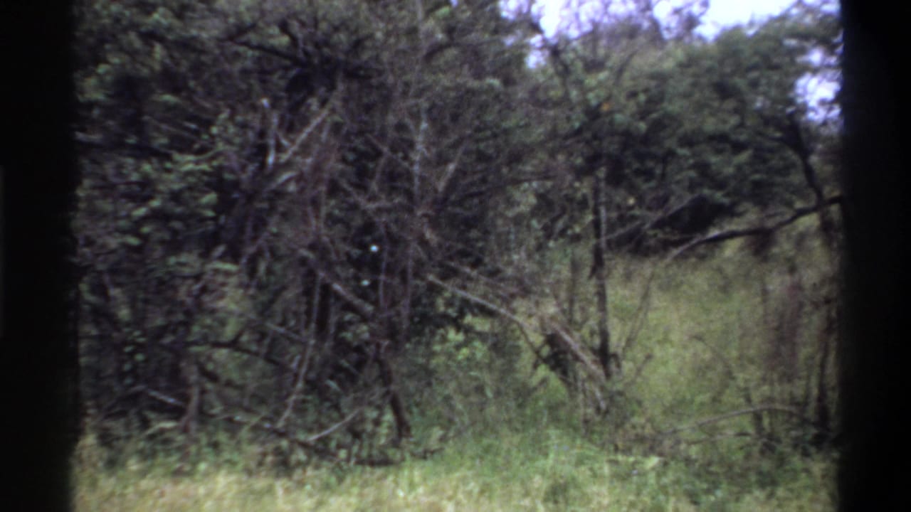 1969 Lagos home-movie frame showing tall grass and dense roadside trees, with dark 8mm frame borders visible.