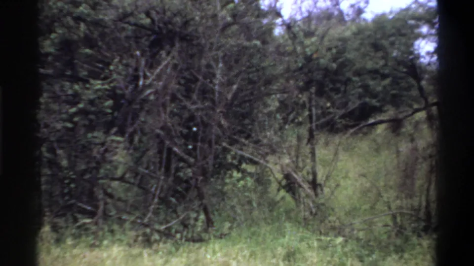 1969 Lagos home-movie frame showing tall grass and dense roadside trees, with dark 8mm frame borders visible.