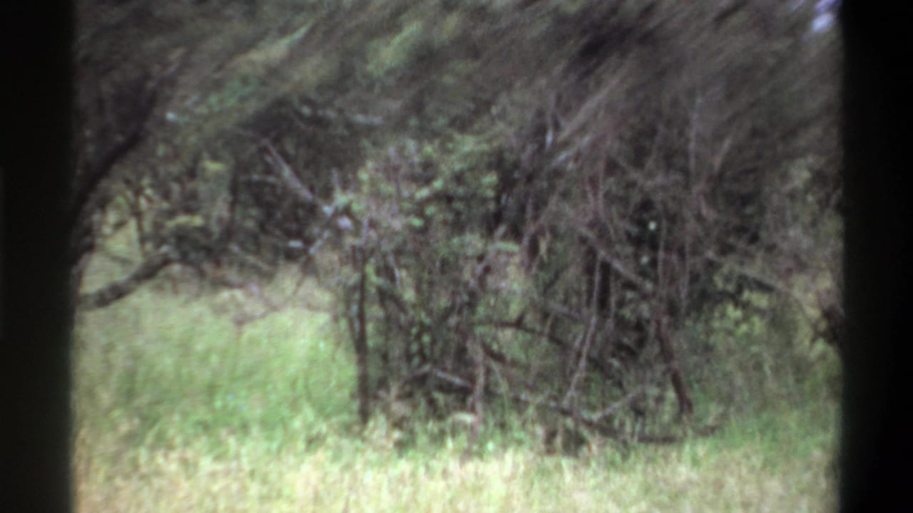 1969 Lagos 8mm frame of bushy trees and pale grass, softened by vehicle-like motion and film grain.