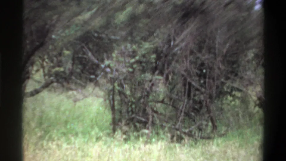 1969 Lagos 8mm frame of bushy trees and pale grass, softened by vehicle-like motion and film grain.
