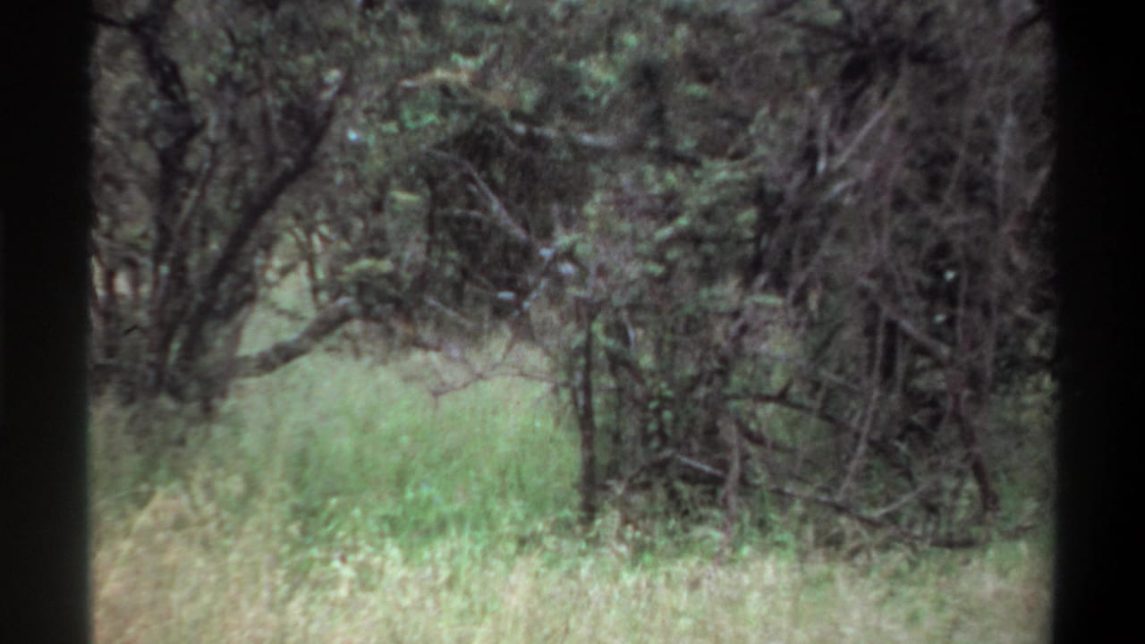 1969 Lagos home-movie still showing tangled shrubs, trees, and tall grass in a shaded open field.