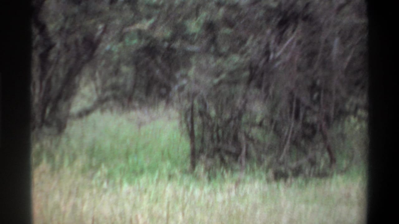 1969 Lagos 8mm frame with tall grass and brush, softened by motion blur and dark film-edge framing.