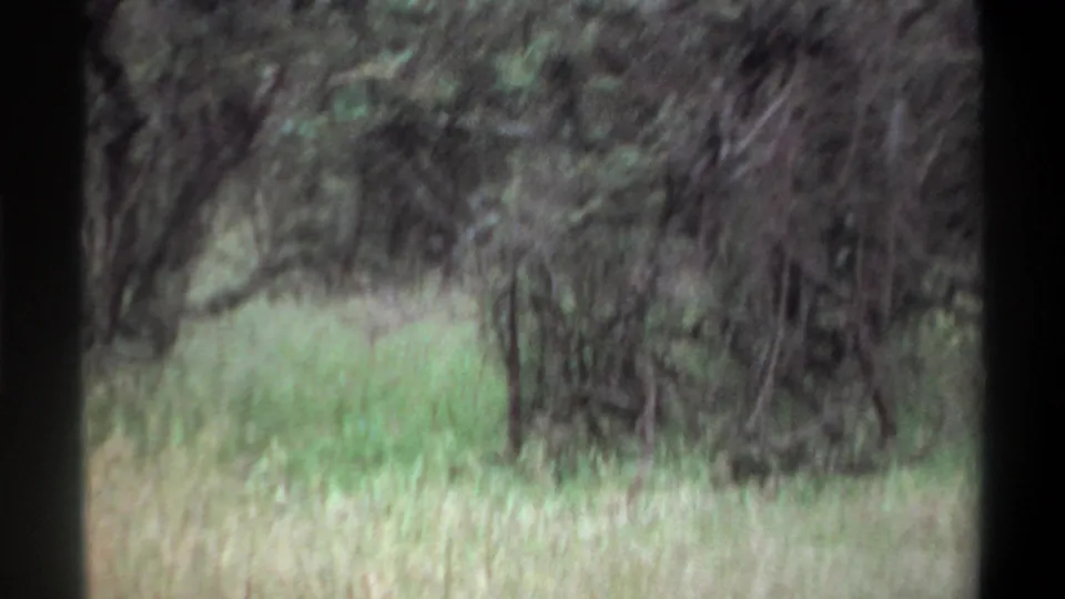 1969 Lagos 8mm frame with tall grass and brush, softened by motion blur and dark film-edge framing.