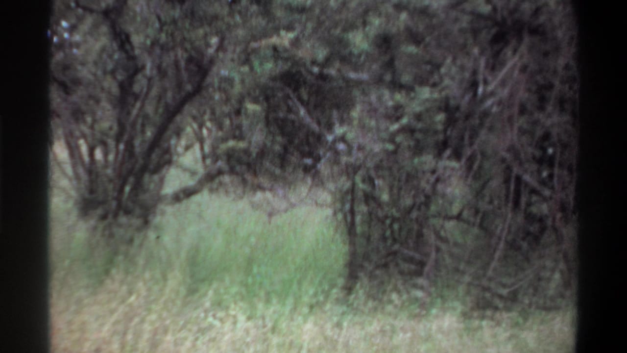1969 Lagos, Nigeria 8mm frame showing tall grass and dense brush before the lion appears clearly.