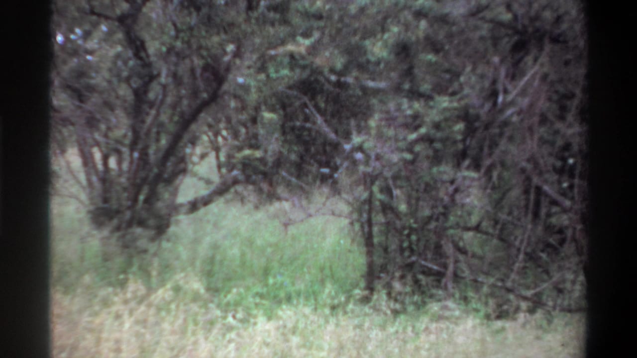 Tall grass and trees with the lion still obscured by brush.