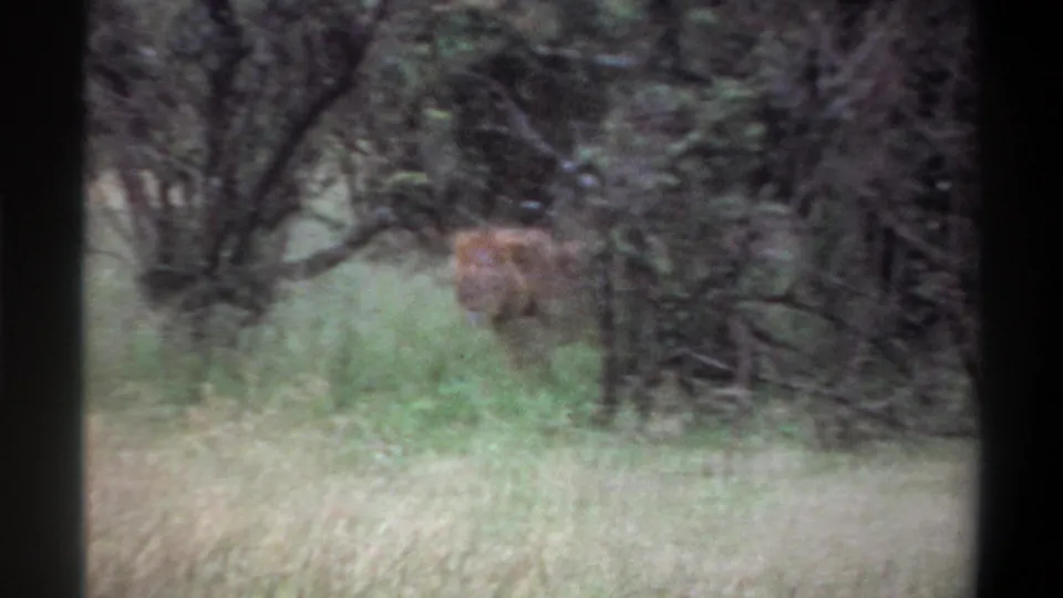 A male lion appears partially obscured by tall grass and trees in this 1969 Lagos, Nigeria 8mm frame.