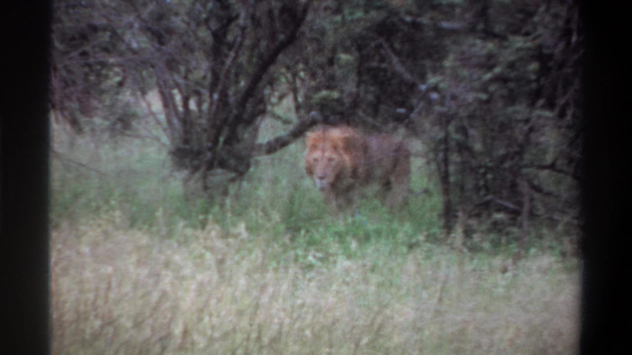 A male lion with a tawny mane stands in tall grass near dense trees in 1969 Lagos, Nigeria footage.