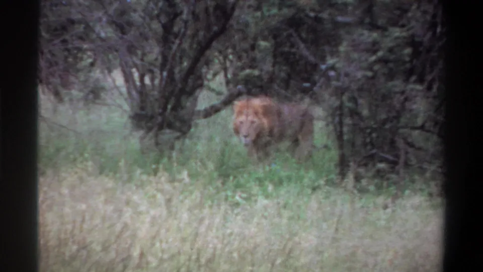 A male lion with a tawny mane stands in tall grass near dense trees in 1969 Lagos, Nigeria footage.