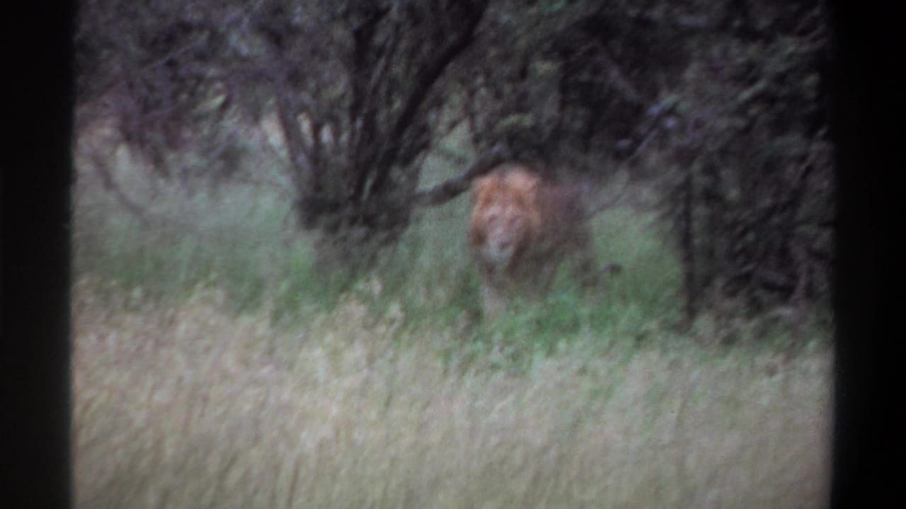 1969 Lagos, Nigeria 8mm frame showing a maned lion partly hidden by tall grass and brush, approaching in muted daylight.