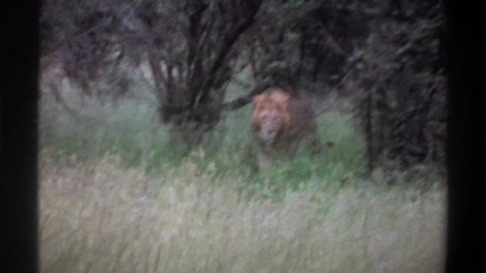 1969 Lagos, Nigeria 8mm frame showing a maned lion partly hidden by tall grass and brush, approaching in muted daylight.