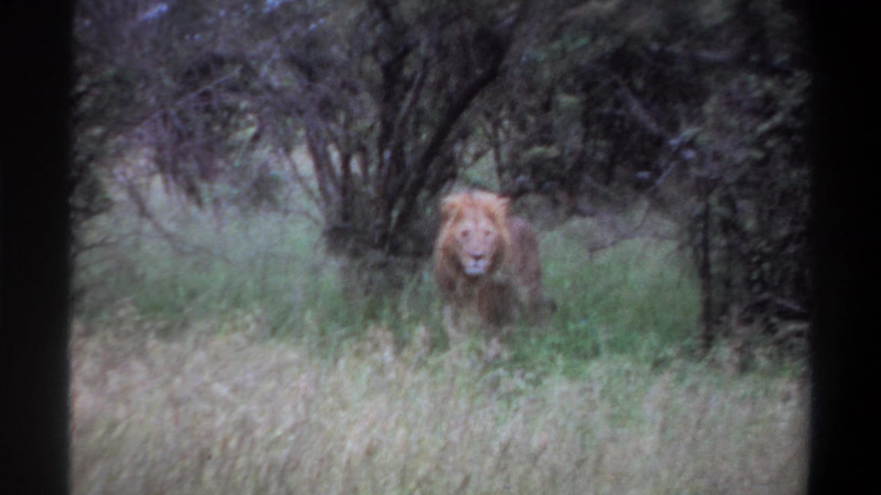 Male lion faces forward from a grassy opening beneath dense shrubs.