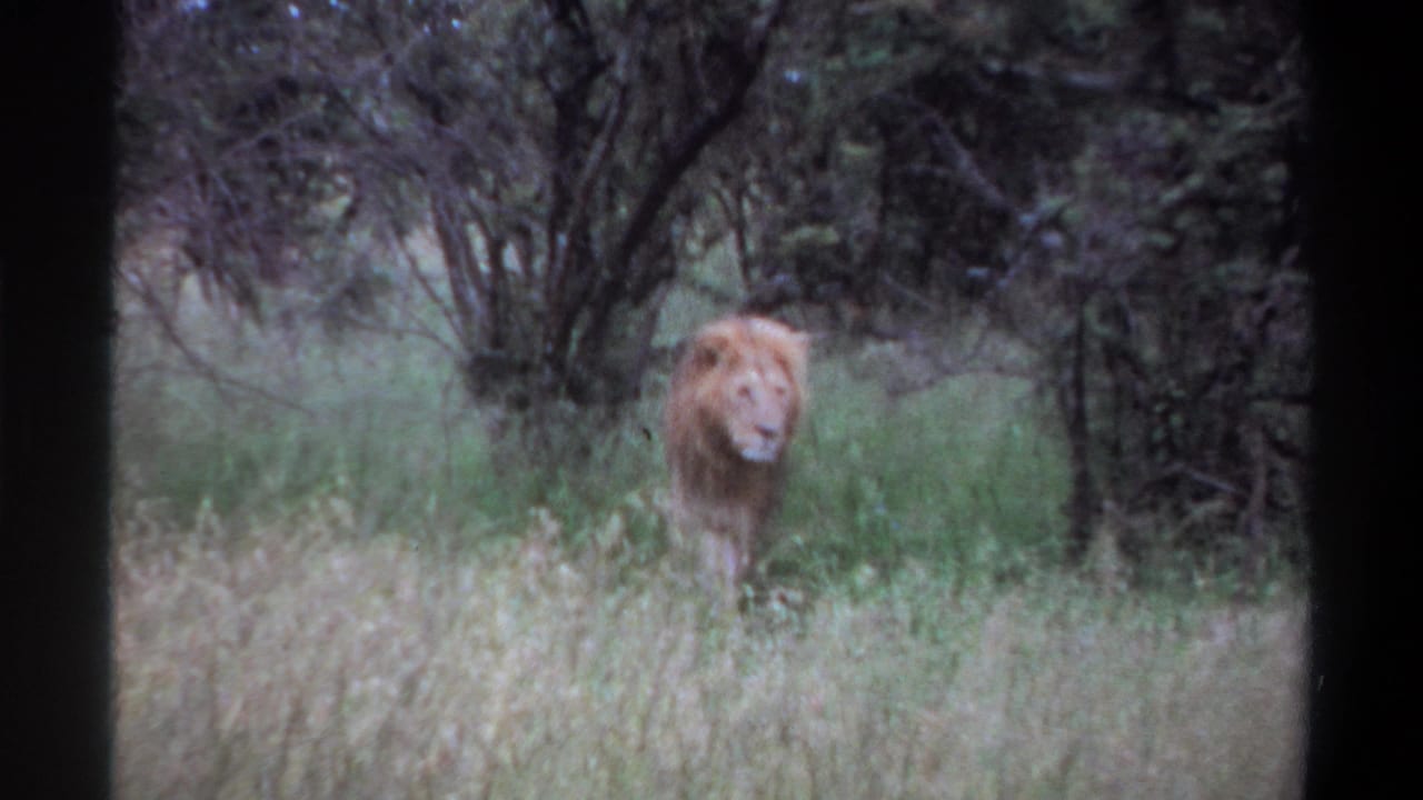 1969 Lagos, Nigeria 8mm frame showing a maned lion in tall grass, filmed from a distance with soft focus and grain.