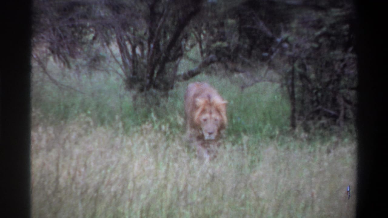 1969 Lagos, Nigeria 8mm frame of a male lion moving through grass and low vegetation, with soft grain and muted color.