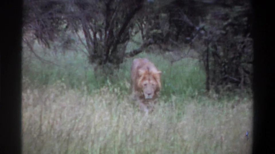 1969 Lagos, Nigeria 8mm frame of a male lion moving through grass and low vegetation, with soft grain and muted color.