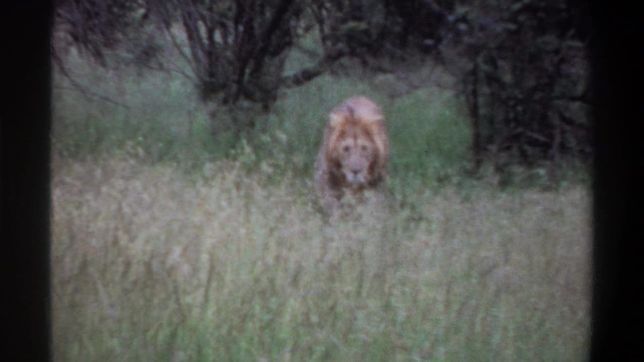 1969 Lagos, Nigeria 8mm frame showing a male lion facing the camera from tall grass with dense shrubs in the background.