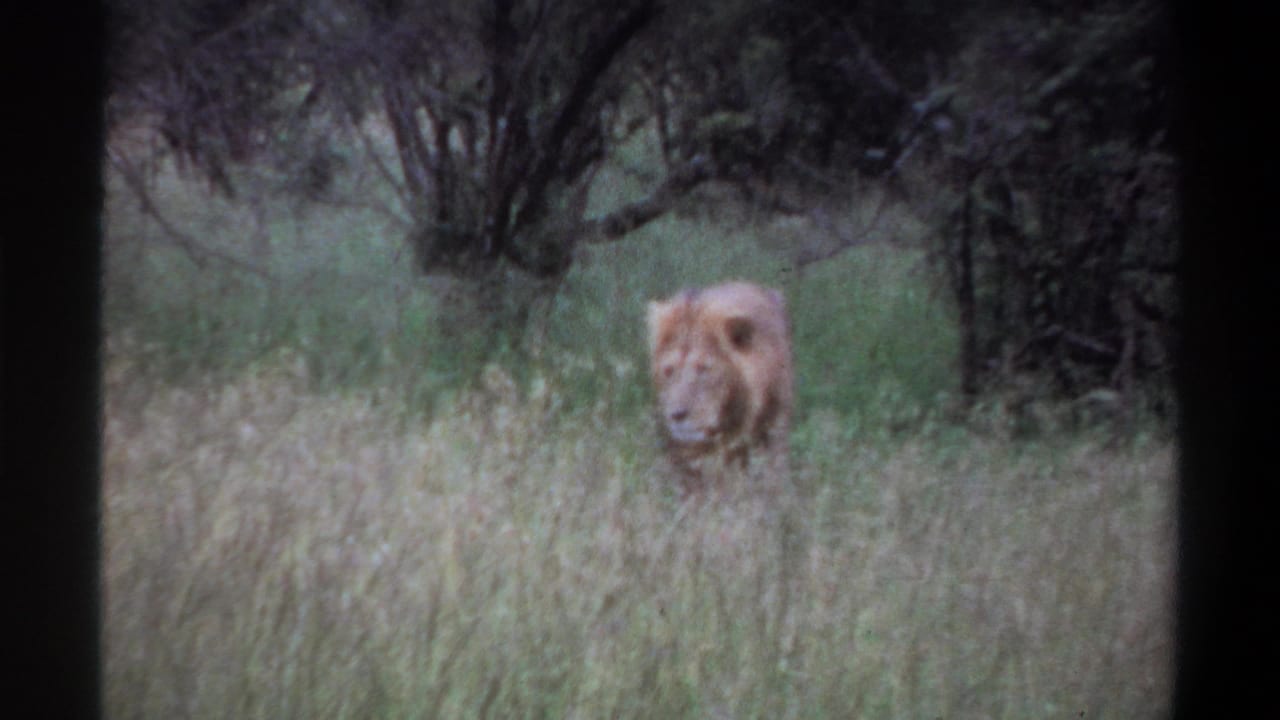 Male lion in tall grass, turned slightly to the side near dense brush.
